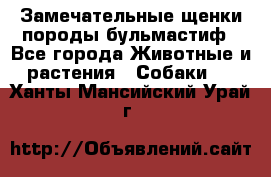 Замечательные щенки породы бульмастиф - Все города Животные и растения » Собаки   . Ханты-Мансийский,Урай г.